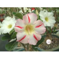 Adenium_Obesum_Desert_rose_BLAZE-250x250.jpg