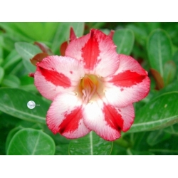 Adenium_Obesum_Desert_rose_NOCTURNE-250x250.jpg