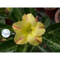 Adenium_Obesum_Desert_rose_NEW_YELLOW-120x120.jpg