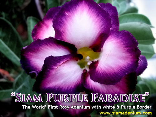 Siam_Purple_Paradise.jpg