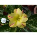 data-tovaru-hasinia-adenium-obesum-chi-lung-ko-adenium-obesum-desert-rose-new-yellow-120x120.jpg