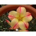 data-tovaru-hasinia-adenium-obesum-chi-lung-ko-adenium-obesum-desert-rose-star-of-yellow-dream-120x120.jpg