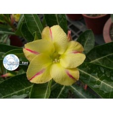 data-tovaru-hasinia-adenium-obesum-chi-lung-ko-adenium-obesum-desert-rose-new-yellow-228x228.jpg