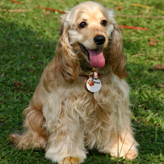 americancockerspaniel001.jpg