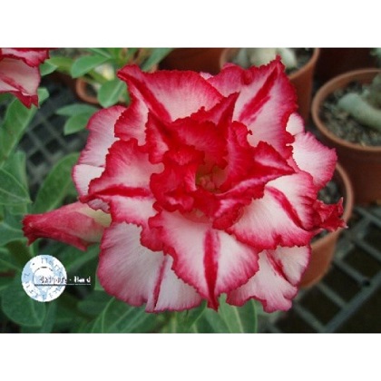 data-tovaru-hasinia-adenium-obesum-chi-lung-ko-adenium-obesum-desert-rose-code31-600x600.jpg