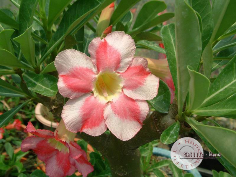 Adenium Obesum Desert rose BEAUTY CLOUD2