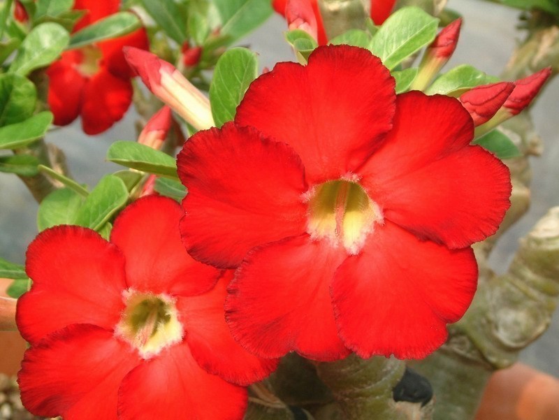 Adenium Obesum Desert rose STAR OF HEAVEN