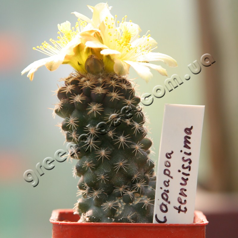 Copiapoa Tenuissima