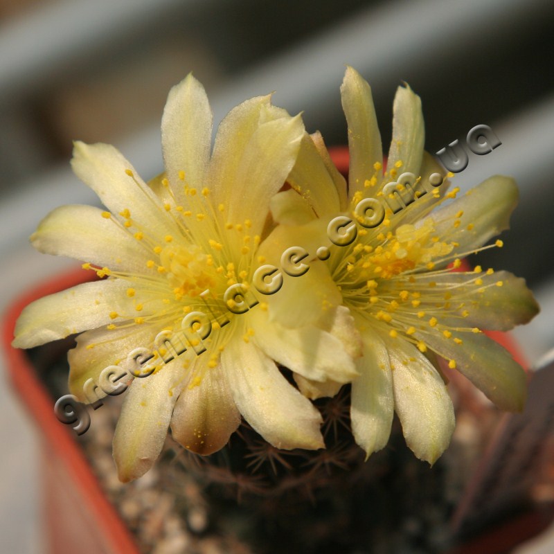 Copiapoa Tenuissima flower