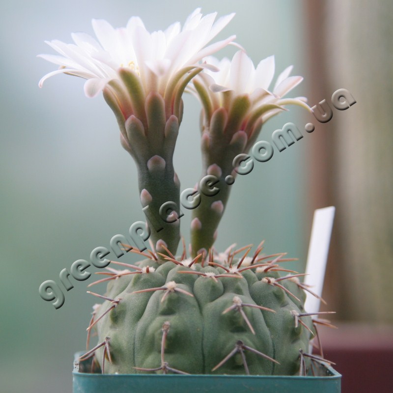 Gymnocalycium Vatteri