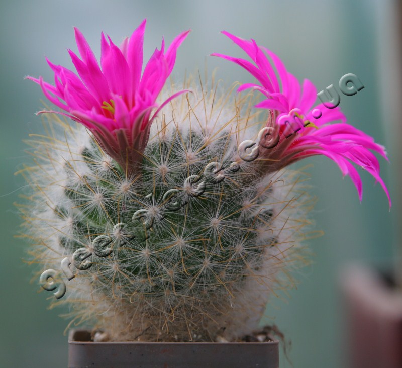 Mammillaria Guelzowiana