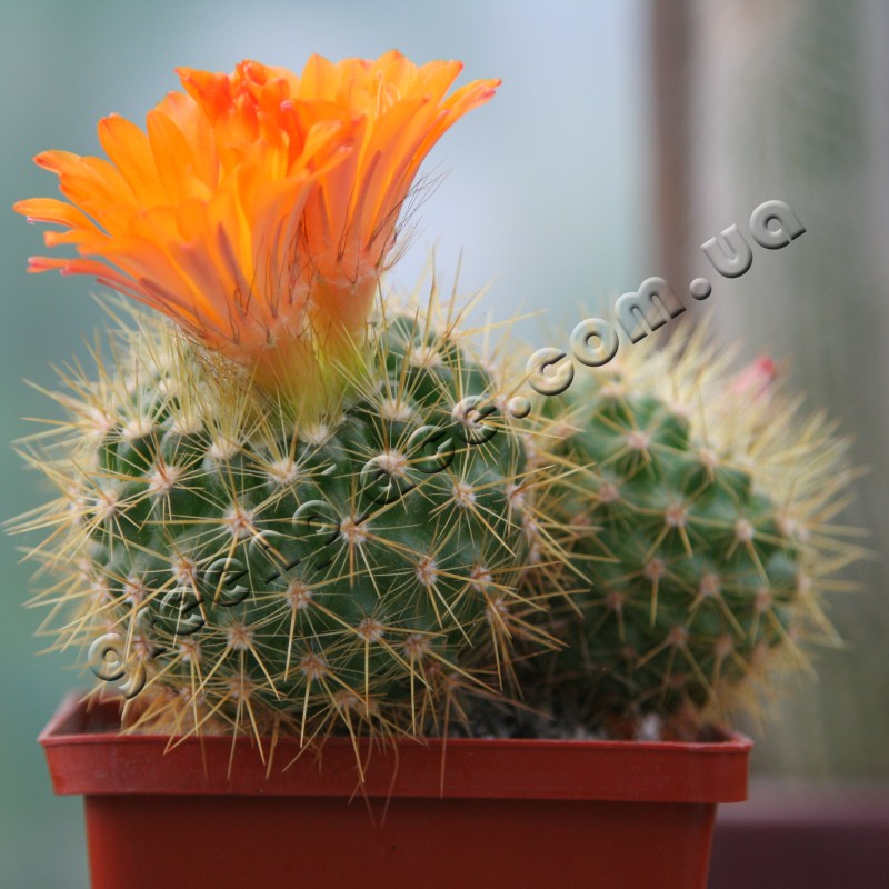 Parodia Penicillata