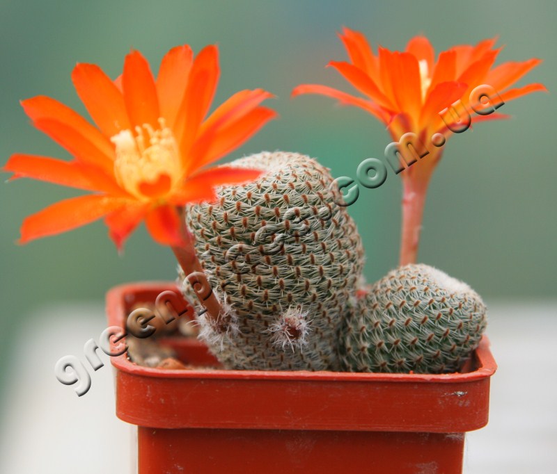 Rebutia Heliosa