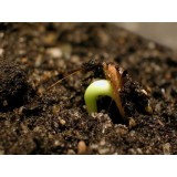 Вирощування адениумів з насіння