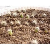 Проращивание семян кактусов