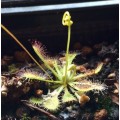 Семена Drosera (Росичка) Capillaris typ cuba