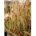 Семена Drosera (Росичка) Filiformis