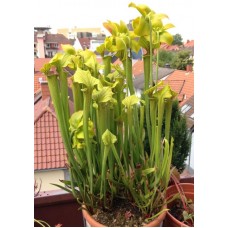 Семена Sarracenia (Саррацения) Flava ugelii