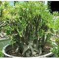 Растение Адениум (Adenium) Arabicum DWARF BLACK GIANT