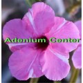 Семена Адениум (Adenium) Obesum DIAMOND RING
