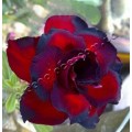 Растение Adenium Obesum Desert rose TRIPLE TWILIGHT