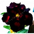 Насіння Adenium Obesum Desert rose DOUBLE SUPER BLACK