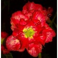 Семена Adenium Obesum Desert rose DOUBLE WATERFALL