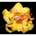 Растение Адениум (Adenium) Obesum TRIPLE GOLDEN ROSE