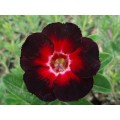 Семена Adenium Obesum Desert rose STAR OF BLACK NIGHT