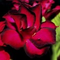 Семена Adenium Obesum Desert rose DOUBLE BLACK EAGLE