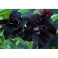Растение Адениум (Adenium) Obesum DOUBLE BLACK STEEL