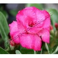Семена Adenium Obesum Desert rose DOUBLE PRINCESS D