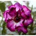 Насіння Аденіум (Adenium) Obesum QUATRO KING MAGENTA