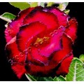 Насіння Adenium Obesum Desert rose TRIPLE AMAZING ROSE