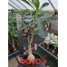Привитое растение Адениум Тучный TRIPLE CORAL OMNIA