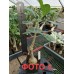 Привитое растение Адениум Тучный TRIPLE CORAL OMNIA