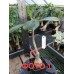 Привитое растение Адениум Тучный PURPLE RAIN