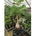 Большое растение Адениум Тучный 1