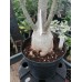 Большое растение Адениум Тучный 1