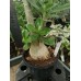 Большое растение Адениум Тучный 2