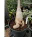 Большое растение Адениум Тучный 3
