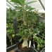 Большое растение Адениум Тучный 4