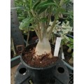 Велика рослина Аденіум (Adenium) Obesum 4