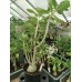 Большое растение Адениум Тучный 4