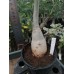 Большое растение Адениум Тучный 5