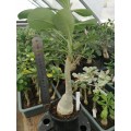 Большое растение Адениум (Adenium) Obesum 5