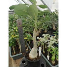 Большое растение Адениум Тучный 5