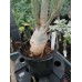 Большое растение Адениум Тучный 6
