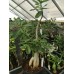 Большое растение Адениум Тучный 7