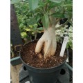 Большое растение Адениум (Adenium) Obesum 7